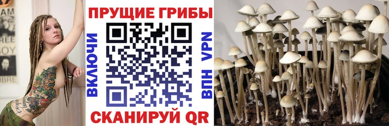 нарко площадка как зайти  купить наркотик  Чекалин  Галлюциногенные грибы MAGIC MUSHROOMS 